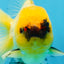 A Grade UNIQUE Lemonhead Oranda Male 5-5.5 inches #090525OR_13