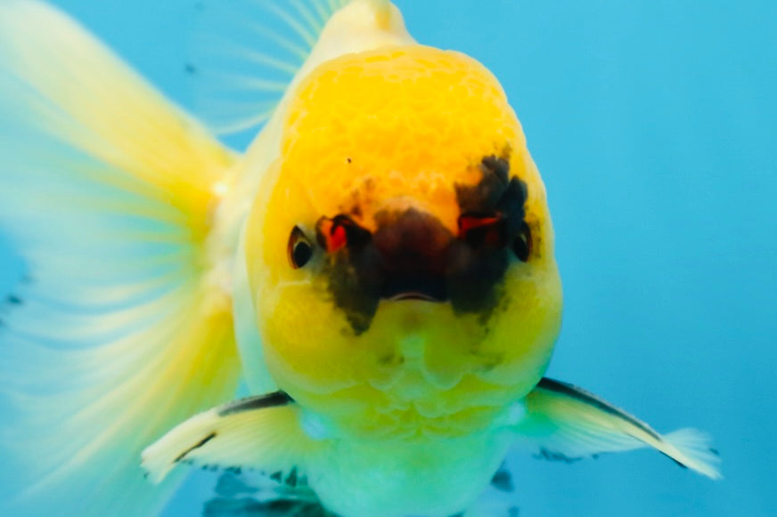 A Grade UNIQUE Lemonhead Oranda Male 5-5.5 inches #090525OR_13