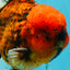 CHONKY AAA Grade Tiger Oranda Male 6.5 inches #022026OR_08