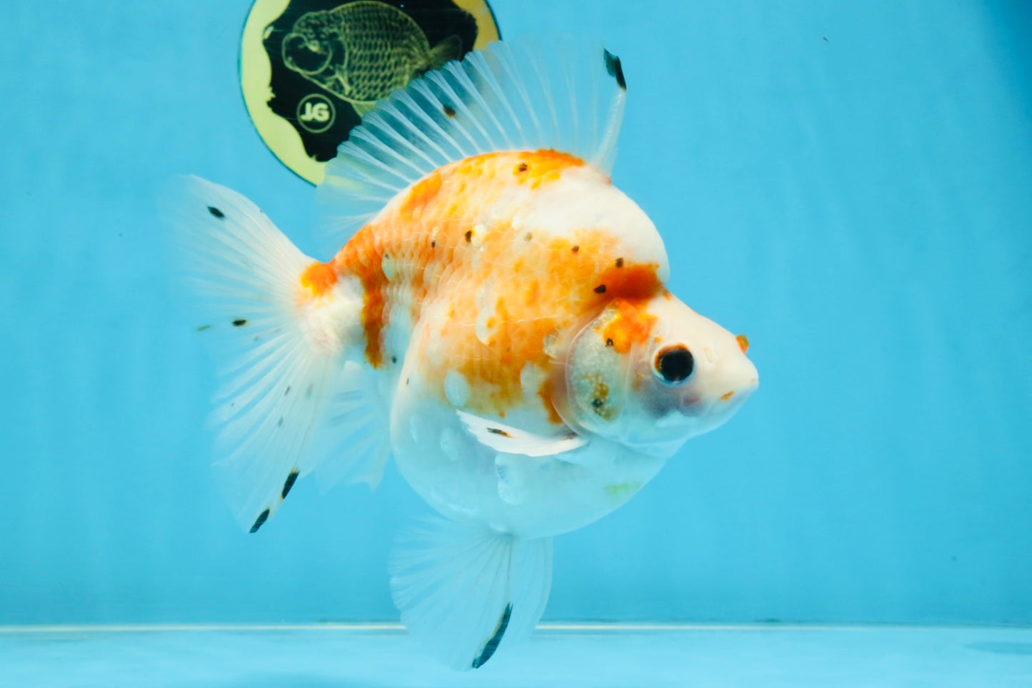 AAA Grade Indonesia Sakura Ryukin Male 6-6.5 inches #111425RK_12