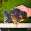 AAA Grade Dark Tiger Yuanbao Male 6-6.5 inches #041026YB_29