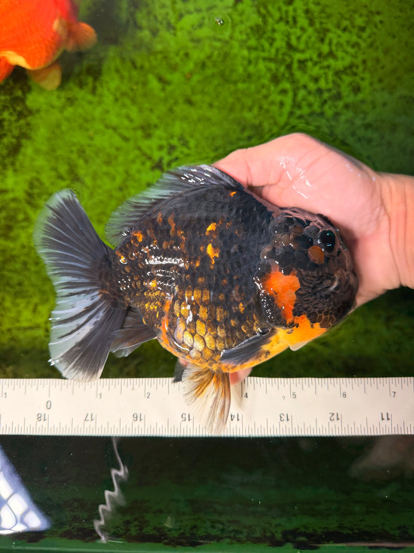 AAA Grade Dark Tiger Yuanbao Male 6-6.5 inches #041026YB_29