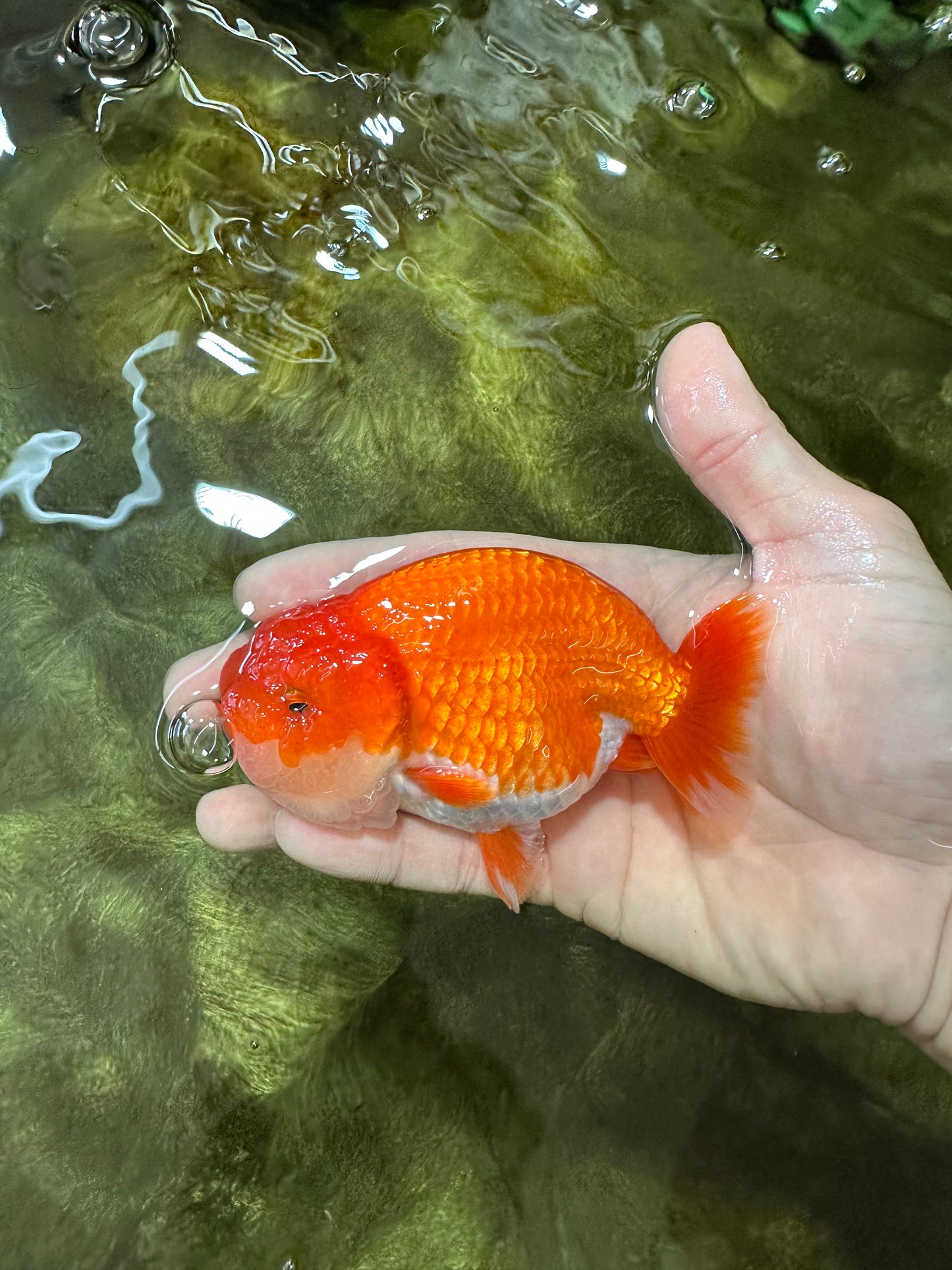 AAA Grade Red White LionKing 4-4.5  inches #053025LC_11