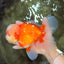 FLUFFY AAA Grade Red White Oranda Male 7.5 inches #080726OR_03