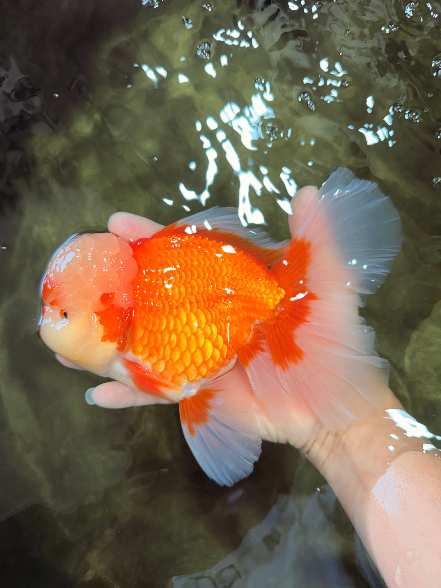 FLUFFY AAA Grade Red White Oranda Male 7.5 inches #080726OR_03