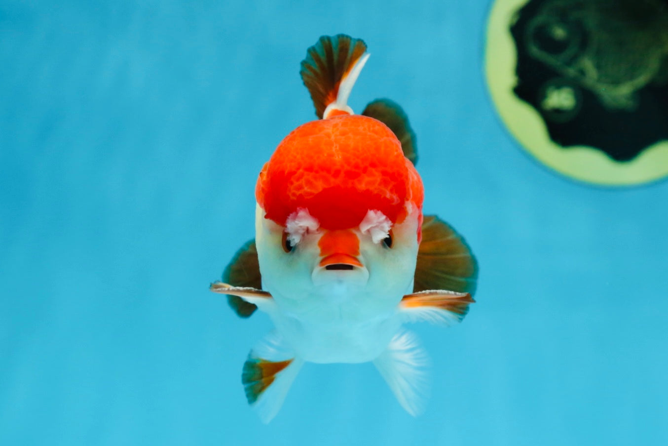 A Grade Pompom Tricolor Yuanbao Male 4 inches #071125YB_17