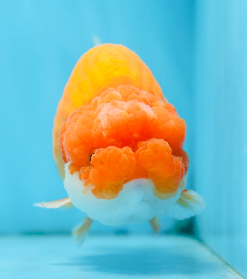 CHUBBY Red White Lionchu Female 5 inches #091225LC_04