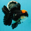 AAA Grade Tricolor Oranda Male 5.5 inches #112224OR_12