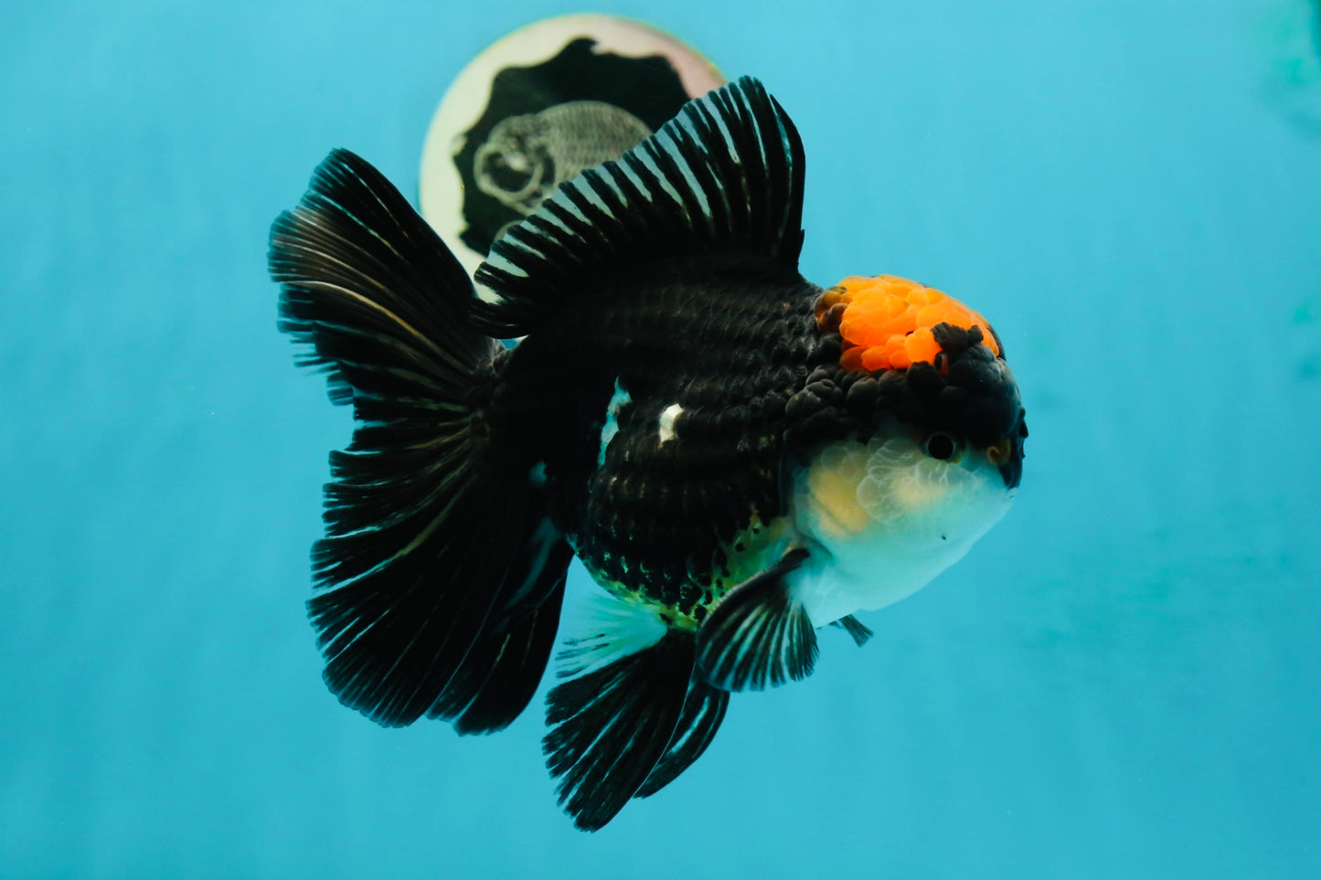 AAA Grade Tricolor Oranda Male 5.5 inches #112224OR_12