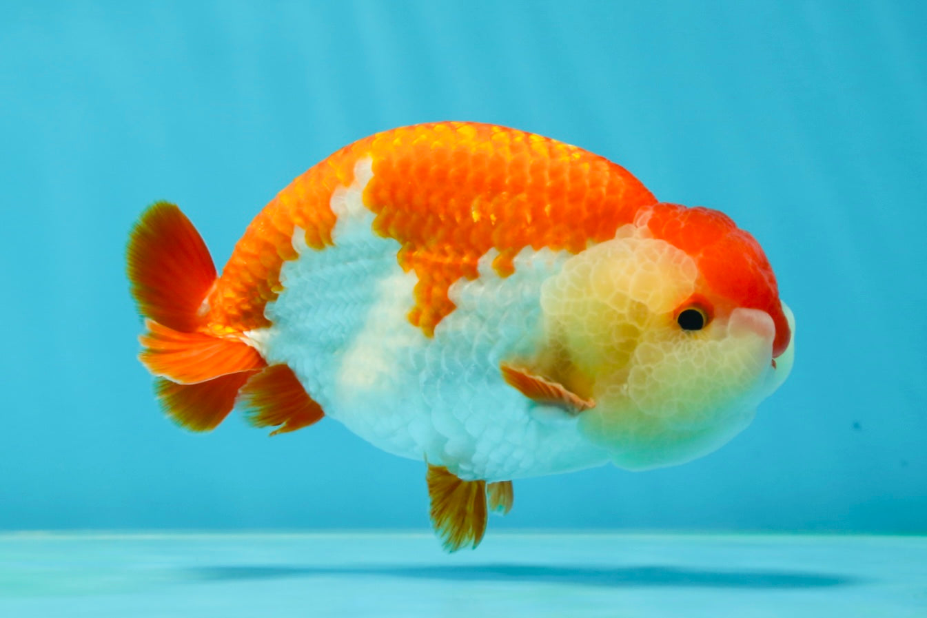 AAA Grade Red White LionKing 4.5 inches #050925LC_14