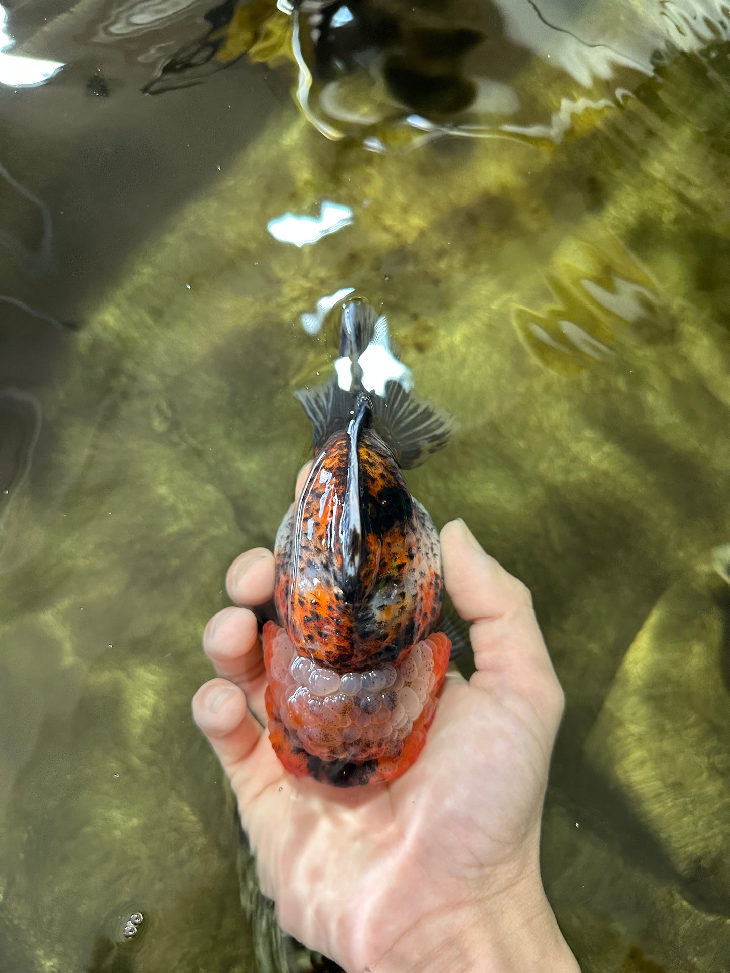 AAA Grade RARE Big Body Godzilla Calico Yuanbao Female 5-5.5 inches #051625YB_13