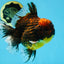AAA Grade Godzilla Tiger Oranda Male 5.5 inches #100325OR_12