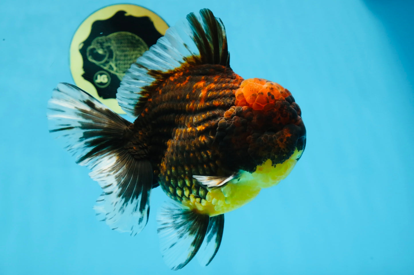 AAA Grade Godzilla Tiger Oranda Male 5.5 inches #100325OR_12