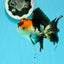 AAA Grade Lava Head Tricolor Oranda Female 5 inches #0510OR_11