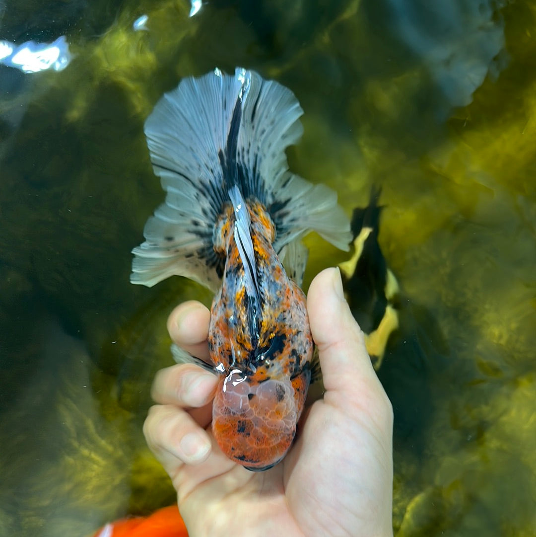 A Grade Tiger Calico Godzilla Oranda Male 5.5 inches #1027OR_16