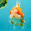 BIG WEN AAA Grade Beautiful Red White Yuanbao Male 6-6.5 inches #071026YB_07