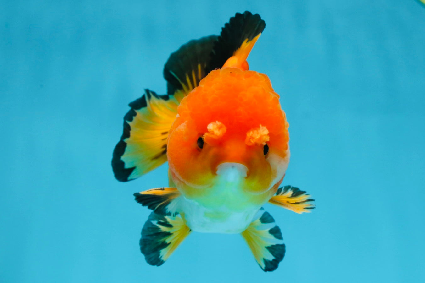 Pompom Tricolor Yuanbao Male 4.5 inches #060625YB_07