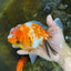 A Grade FANCY Sakura Oranda Male 6 inches #072525OR_16