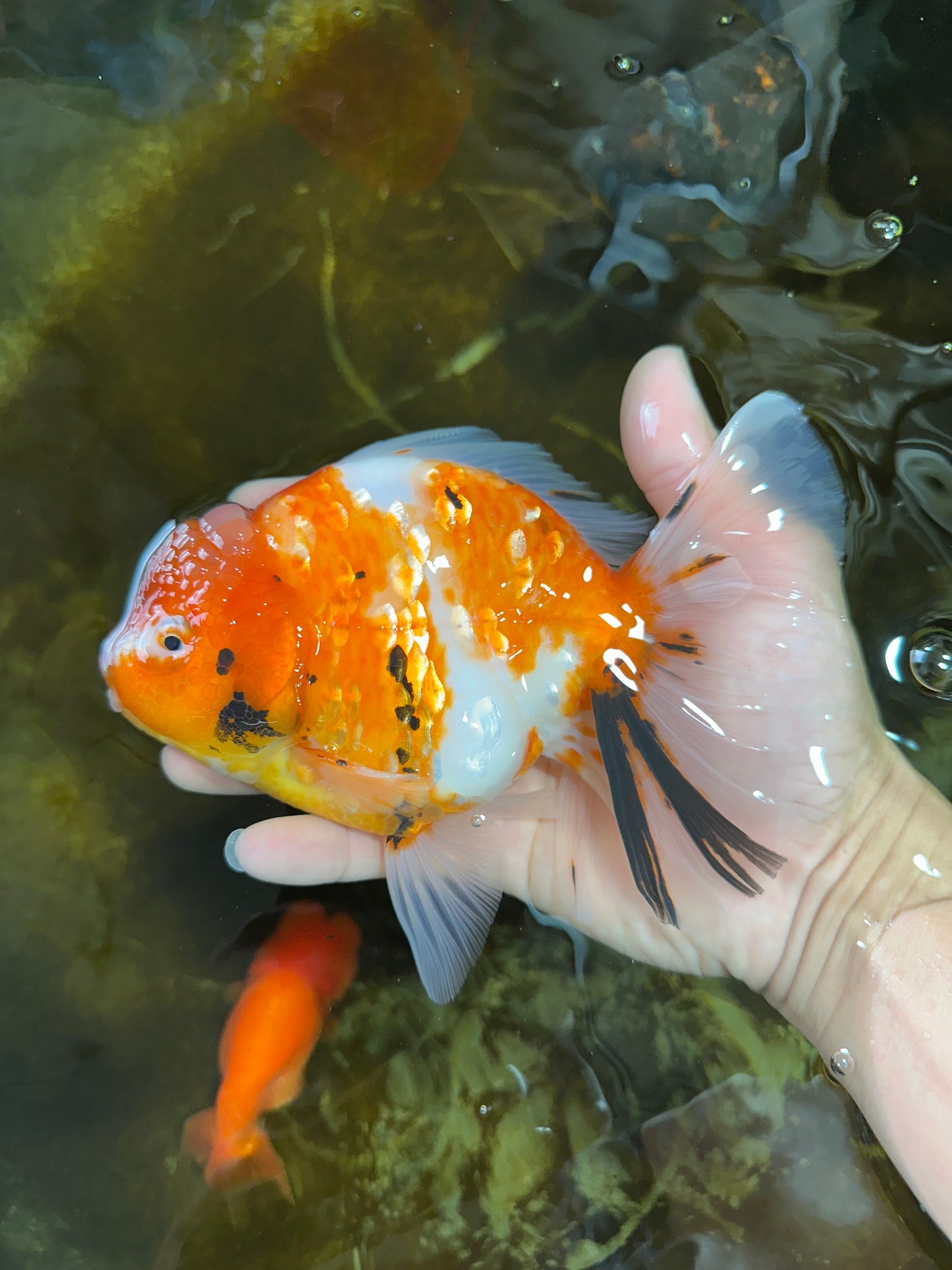 A Grade FANCY Sakura Oranda Male 6 inches #072525OR_16