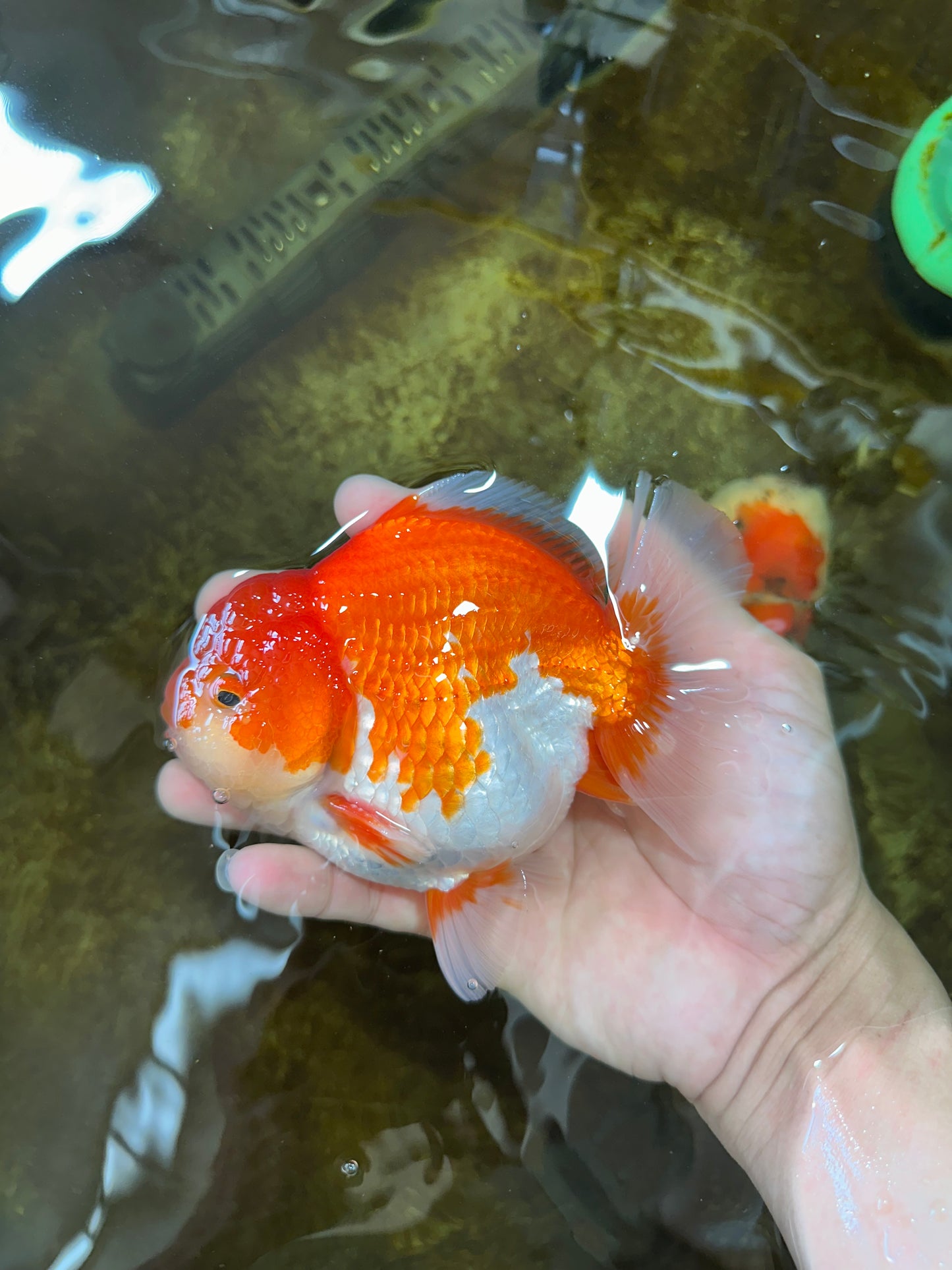 AAA Grade Red White Yuanbao Male 5-5.5 inches #081525YB_05