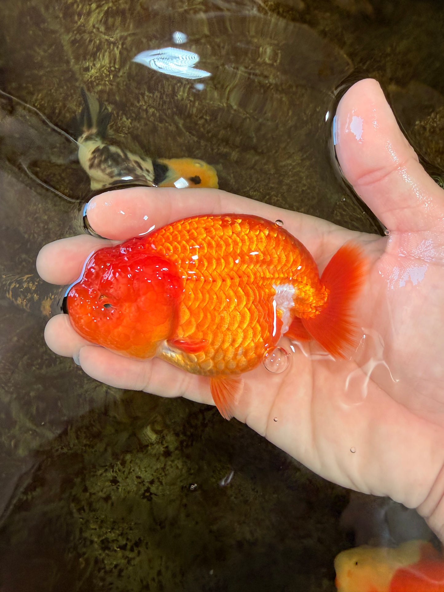 AAA Grade Young Red White LionQueen 4 inches #101025LC_04