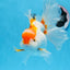 A Grade Big Size Red White Oranda Female 6.5 inches #0706OR_11