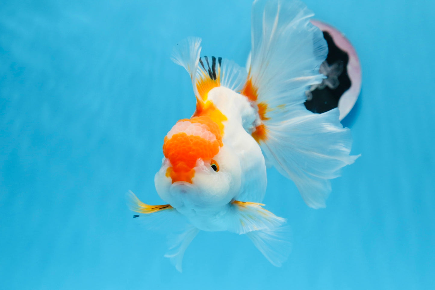 Oranda hembra roja y blanca de gran tamaño, grado A, 6,5 pulgadas, n.º 0706OR_11