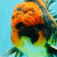 CHUNKY AAA Grade Tiger Oranda Male 5.5 inches #082826OR_07