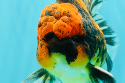 CHUNKY AAA Grade Tiger Oranda Male 5.5 inches #082826OR_07