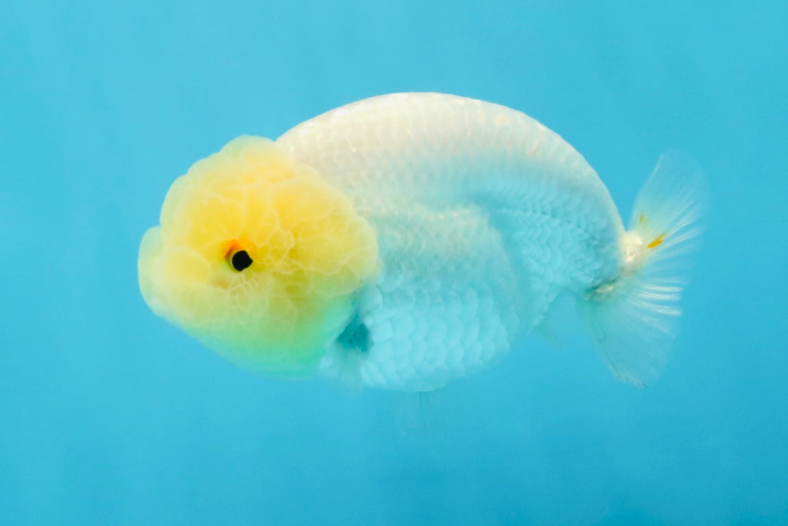 A Grade White LionQueen 4-4.5 inches #032726LC_20