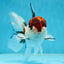 A Grade Tricolor Oranda Male 5 inches #060625OR_21