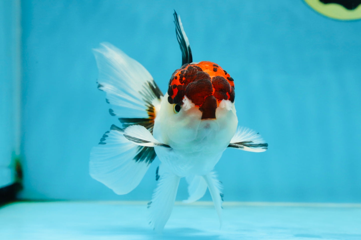 A Grade Tricolor Oranda Male 5 inches #060625OR_21