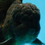 A Grade JUMBO Black Oranda Male 6.5 inches #110725OR_05