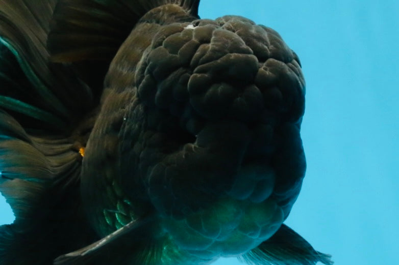 A Grade JUMBO Black Oranda Male 6.5 inches #110725OR_05
