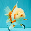 SUPER CUTE AAA Grade Red White Oranda Male 6-6.5 inches #080726OR_04