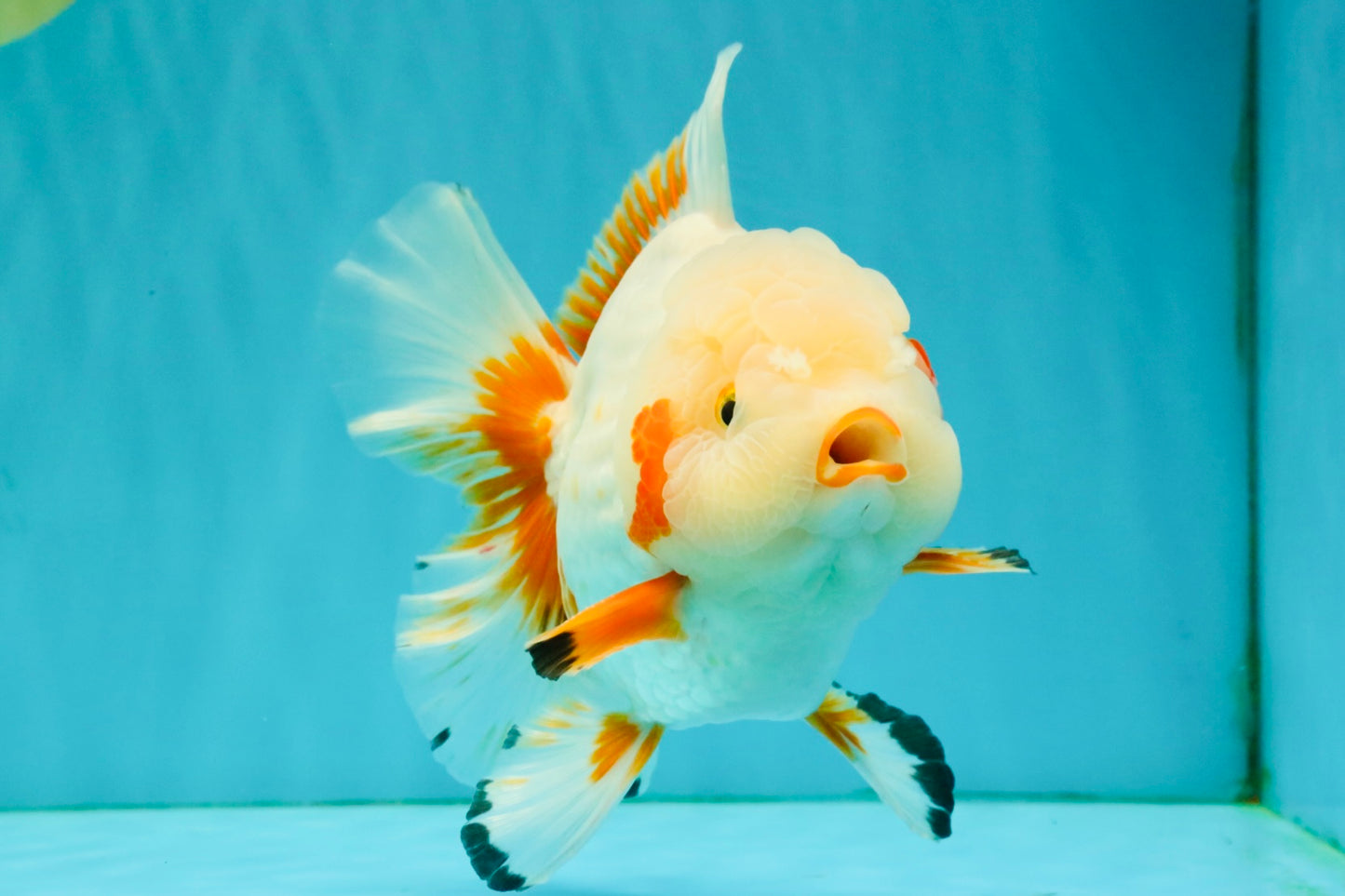 SUPER CUTE AAA Grade Red White Oranda Male 6-6.5 inches #080726OR_04