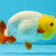 A Grade Lemonhead LionKing 3.5 inches #070425LC_06