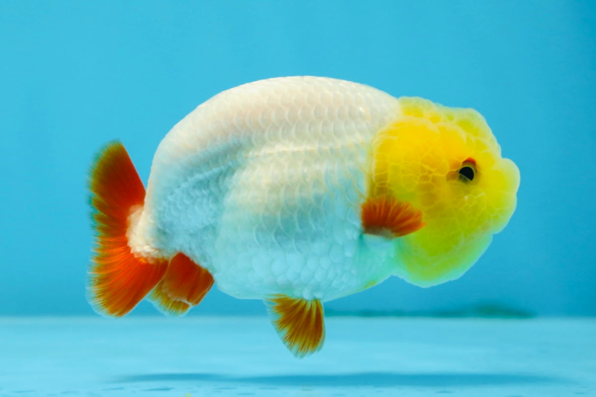 A Grade Lemonhead LionKing 3.5 inches #070425LC_06