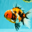 A Grade Beautiful Marble CalicoOranda Male 6-6.5 inches #061926OR_21