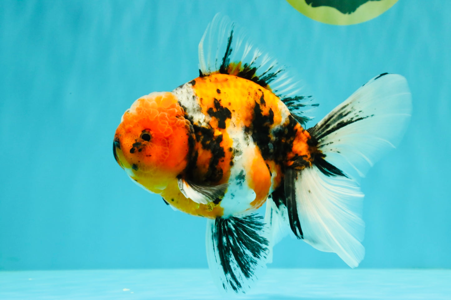 A Grade Beautiful Marble CalicoOranda Male 6-6.5 inches #061926OR_21