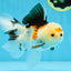 A Grade Button Nose Tricolor Oranda Female 5 inches #020725OR_19