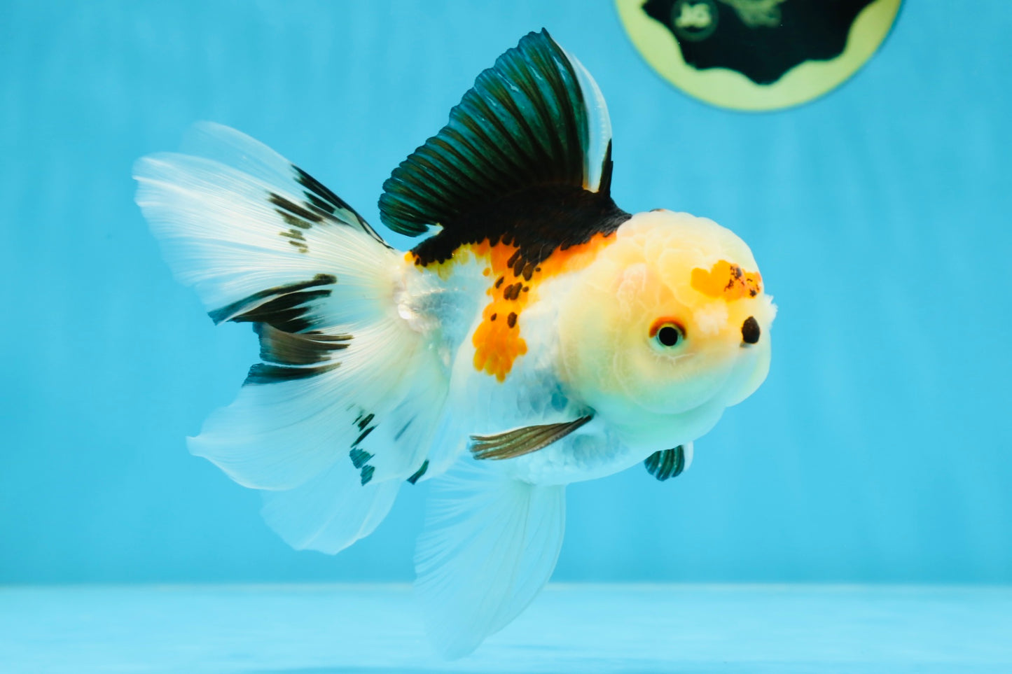 A Grade Button Nose Tricolor Oranda Female 5 inches #020725OR_19