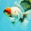 SPECIAL A Grade Red Head Marble Oranda Male 6.5-7 inches #082826OR_05