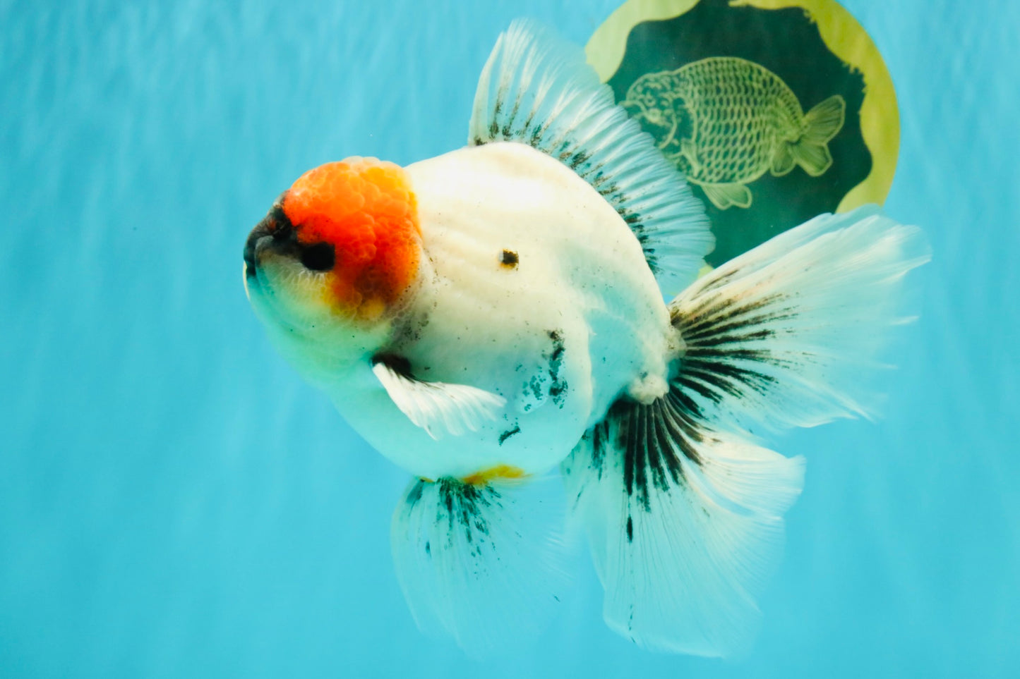 SPECIAL A Grade Red Head Marble Oranda Male 6.5-7 inches #082826OR_05