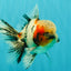 AAA Grade Marble Oranda Male 6-6.5 inches #071026OR_37