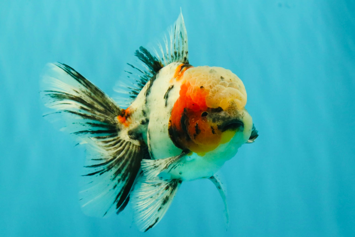 AAA Grade Marble Oranda Male 6-6.5 inches #071026OR_37