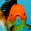 SPECIAL Apache Oranda Female 6 inches #091225OR_17