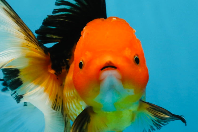 SPECIAL Apache Oranda Female 6 inches #091225OR_17