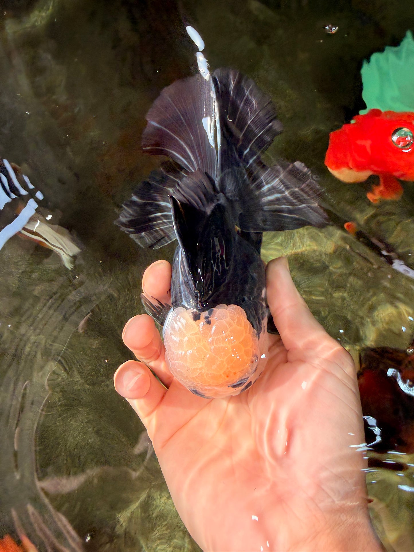 AAA Grade Panda Button Eyes Oranda Male 5.5 inches #031326OR_25