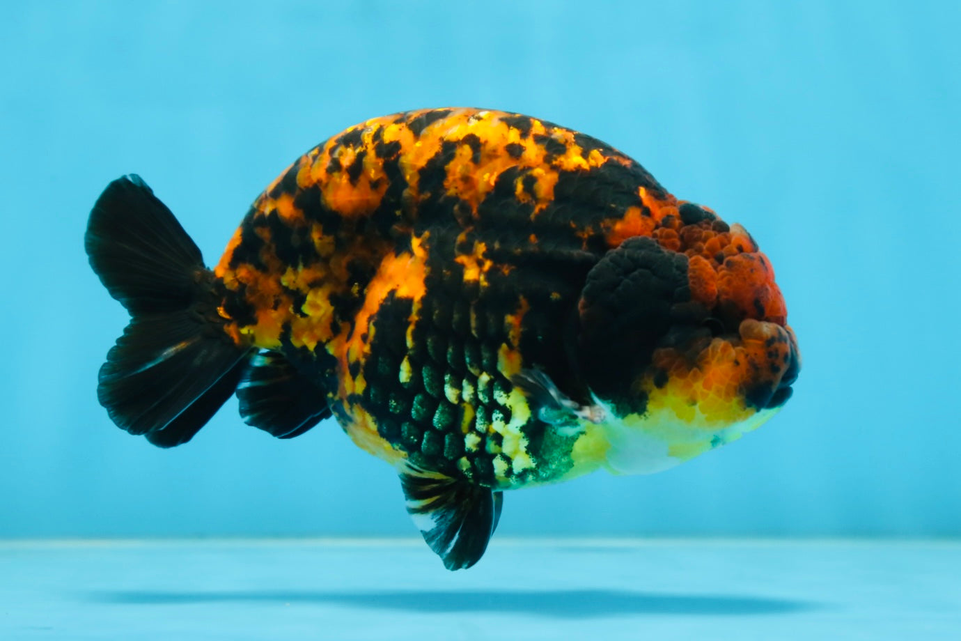 AAA Grade Tiger LionKing 5 inches #081525LC_02